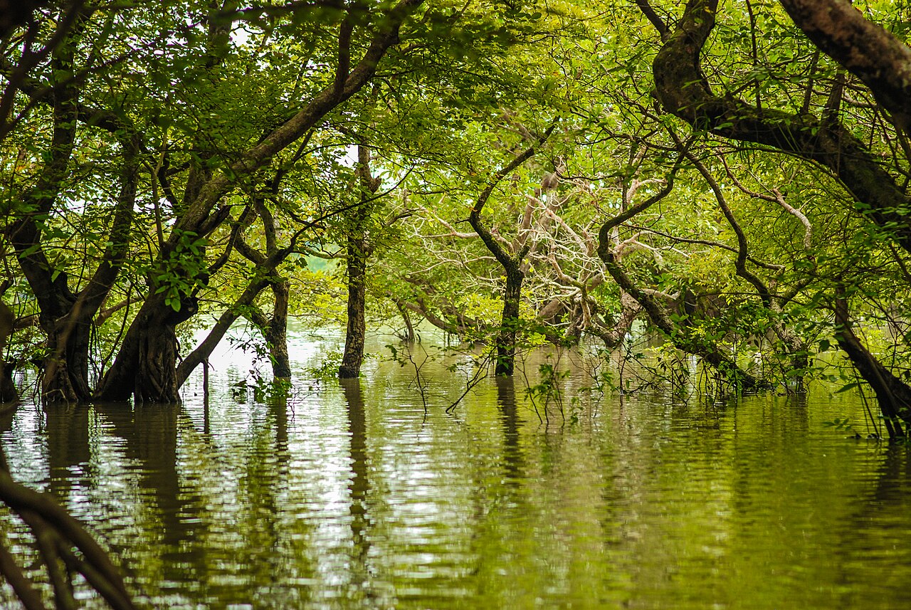 নৌকায় রাতারগুল সোয়াম্প ফরেস্ট